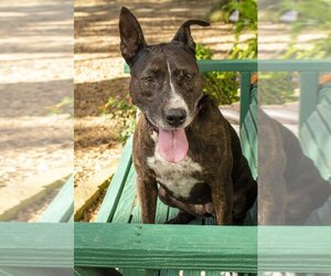 American Staffordshire Terrier-Unknown Mix Dogs for adoption in Santa Fe, TX, USA