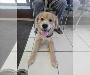 Border Collie-Siberian Husky Mix Dogs for adoption in Derwood, MD, USA