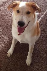 Sheprador Dogs for adoption in Dallas, TX, USA