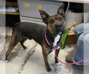Chinese Shar-Pei-Unknown Mix Dogs for adoption in Stockton, CA, USA