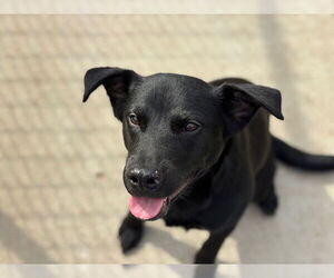 Labrador Retriever-Unknown Mix Dogs for adoption in Tulsa, OK, USA
