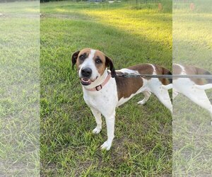Beagle-Unknown Mix Dogs for adoption in Glenwood, GA, USA