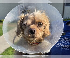 Shih Tzu-Unknown Mix Dogs for adoption in Camarillo, CA, USA