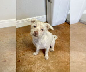 Maltese-Unknown Mix Dogs for adoption in Bolivar, MO, USA