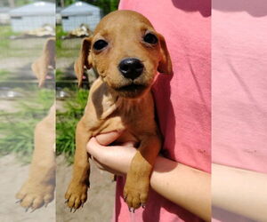 Doxle Dogs for adoption in Sanford, FL, USA