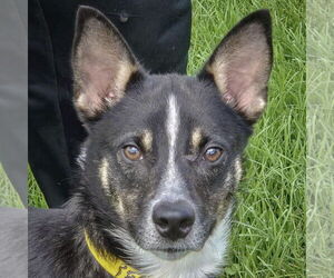 Australian Shepherd-Unknown Mix Dogs for adoption in Huntley, IL, USA