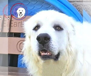 Great Pyrenees Dogs for adoption in Spring, TX, USA