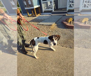 Coonhound-Unknown Mix Dogs for adoption in Linton, IN, USA