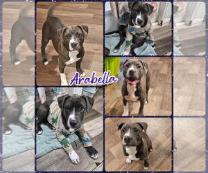 American Pit Bull Terrier Dogs for adoption in Blacksburg, SC, USA