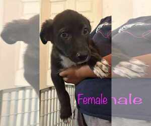 Australian Shepherd-Unknown Mix Dogs for adoption in Brooksville, FL, USA