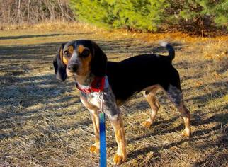 Beagle-Bluetick Coonhound Mix Dogs for adoption in Scituate, MA, USA