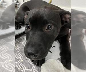 Labrador Retriever-Unknown Mix Dogs for adoption in Rosenberg, TX, USA