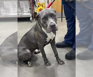 Mastiff Dogs for adoption in Forestville, MD, USA