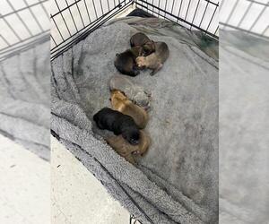 American Pit Bull Terrier-Unknown Mix Dogs for adoption in San Bernardino, CA, USA