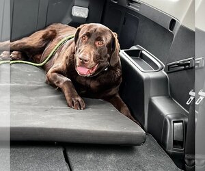 Labrador Retriever Dogs for adoption in Sandy, UT, USA
