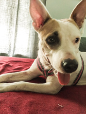 Bull Terrier-Pembroke Welsh Corgi Mix Dogs for adoption in DeLand, FL, USA