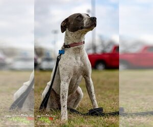 Bluetick Coonhound-Unknown Mix Dogs for adoption in Victoria, TX, USA