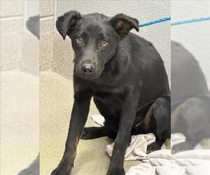 Siberian Husky-Unknown Mix Dogs for adoption in Las Vegas, NV, USA