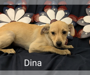 Chihuahua-Unknown Mix Dogs for adoption in Fresno, CA, USA