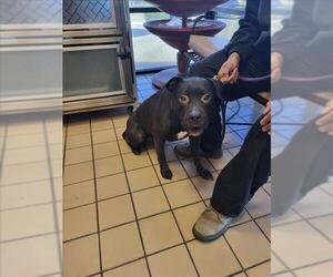 Mutt Dogs for adoption in Burbank, CA, USA