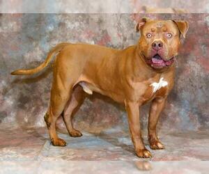 American Pit Bull Terrier Dogs for adoption in West Valley, UT, USA