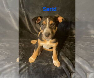 Mutt Dogs for adoption in Topeka, KS, USA