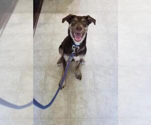 Australian Shepherd-Unknown Mix Dogs for adoption in Rosenberg, TX, USA