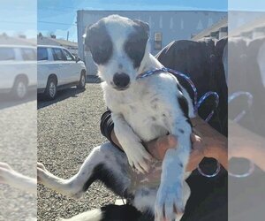 Mutt Dogs for adoption in Salt Lake City, UT, USA