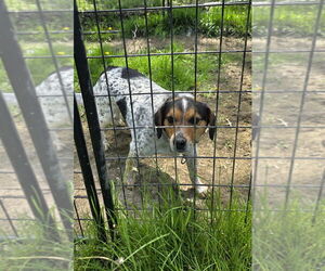 Beagle-Unknown Mix Dogs for adoption in Osgood, IN, USA