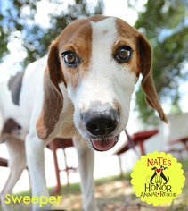 Medium Photo #1 English Foxhound-Unknown Mix Puppy For Sale in Bradenton, FL, USA