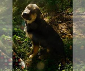 Shepradors Dogs for adoption in Benton, AR, USA