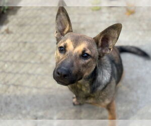 Mutt Dogs for adoption in Tulsa, OK, USA