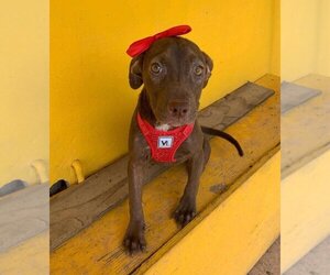 Chihuahua-Chocolate Labrador retriever Mix Dogs for adoption in Virginia Beach, VA, USA