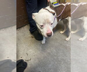 American Bulldog-Unknown Mix Dogs for adoption in Stockton, CA, USA