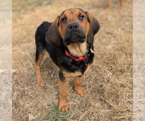 Mutt Dogs for adoption in Vail, AZ, USA