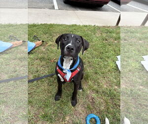 Labrador Retriever-Unknown Mix Dogs for adoption in Holly Springs, NC, USA