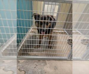 Rottweiler-Unknown Mix Dogs for adoption in Texas City, TX, USA