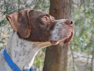 Pointer Dogs for adoption in Pittsburgh, PA, USA
