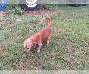 Dachshund-Unknown Mix Dogs for adoption in Charlottesville, VA, USA