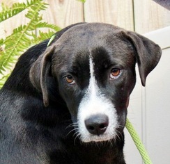 Medium Photo #1 Borador Puppy For Sale in Yardley, PA, USA