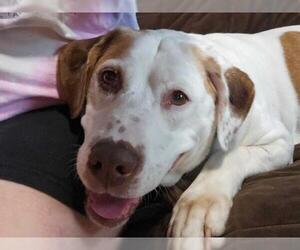 Labrador Retriever-Unknown Mix Dogs for adoption in Minneapolis, MN, USA