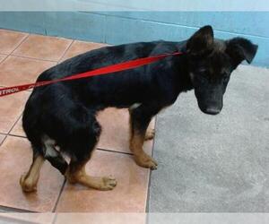 German Shepherd Dog Dogs for adoption in Downey, CA, USA