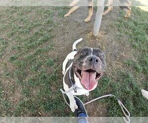 Staffordshire Bull Terrier Dogs for adoption in Bakersfield, CA, USA