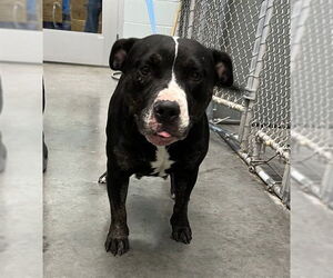 Labrador Retriever-Unknown Mix Dogs for adoption in Tavares, FL, USA