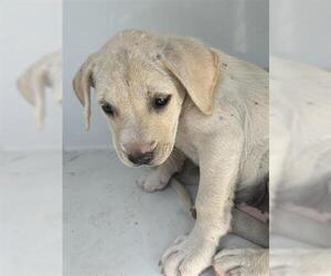 American Pit Bull Terrier-Unknown Mix Dogs for adoption in Houston, TX, USA