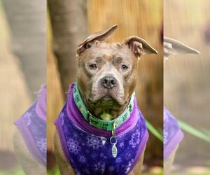 American Pit Bull Terrier-American Staffordshire Terrier Mix Dogs for adoption in Baltimore, MD, USA