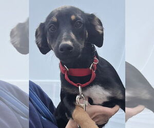 Rat Terrier-Unknown Mix Dogs for adoption in Mount Laurel, NJ, USA