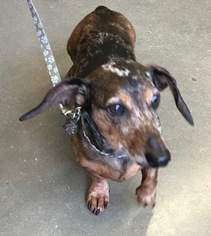 Medium Photo #1 Dachshund Puppy For Sale in Dallas, TX, USA