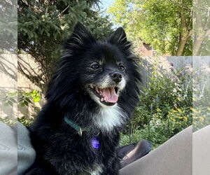 Pomeranian Dogs for adoption in Fargo, ND, USA