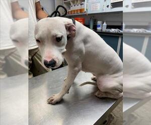 American Pit Bull Terrier Dogs for adoption in Woodland, CA, USA